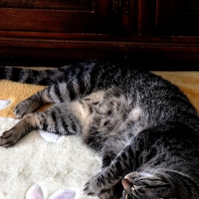 猫様と肉まん♪