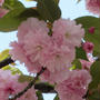 #783　八重桜 と ネモフィラ