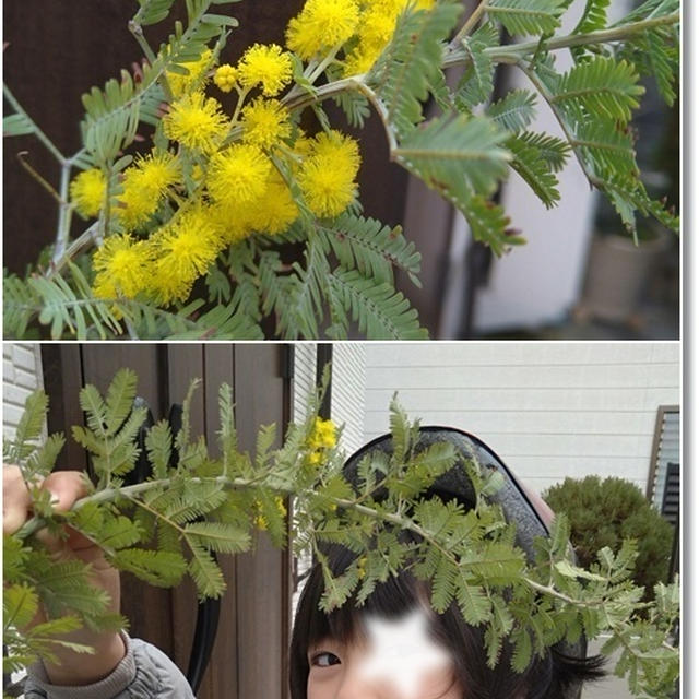 【ミモザ開花】可愛いお花♪【シミ取り】閲覧注意な施術前と直後の写真(笑)とパックの理由