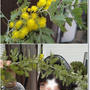 【ミモザ開花】可愛いお花♪【シミ取り】閲覧注意な施術前と直後の写真(笑)とパックの理由