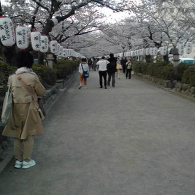 数年前の段葛(だんかずら)懐かしいな♪