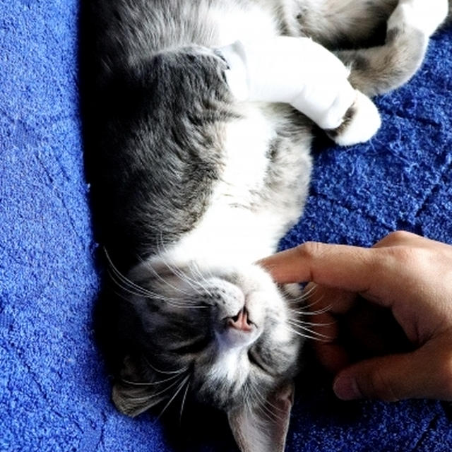相棒殿とかっちゃん・・ご挨拶。