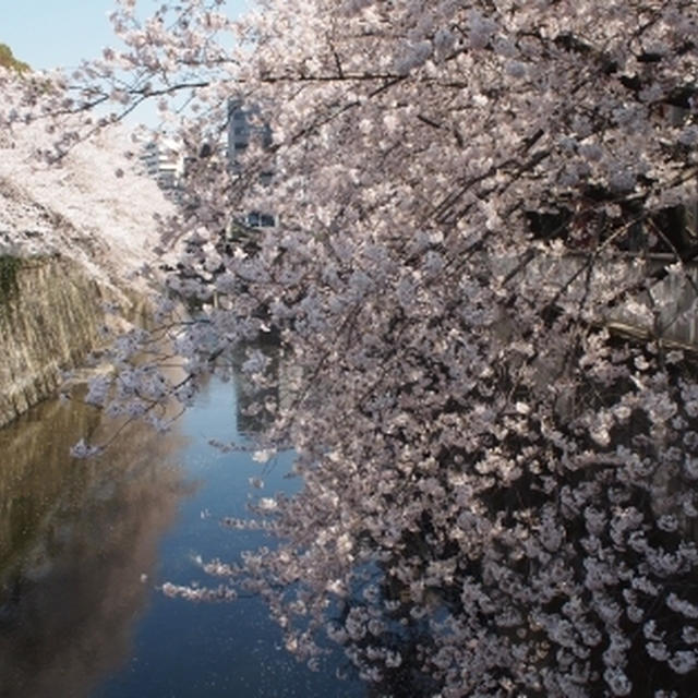 東京さんぽでお花見