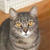 猫たちがなんと言ってるのか知りたい！
