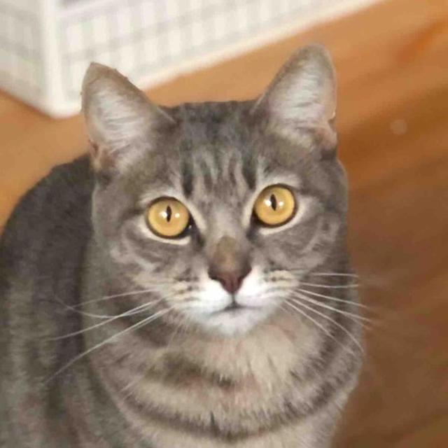 猫たちがなんと言ってるのか知りたい！