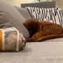泥のように眠る猫たちと、なかなか眠れない飼い主