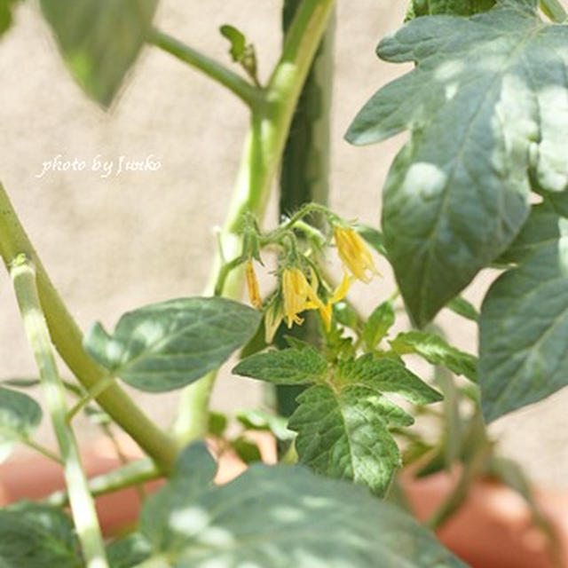 台風一過のベランダガーデニング♪ わが家の野菜とハーブ