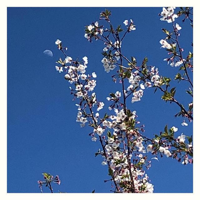 月と桜！！
