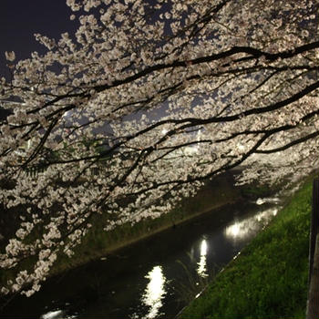 今年の桜 at 富山