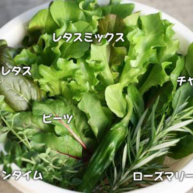 葉物系ベランダ野菜、絶好調★無農薬サラダが美味しい♪