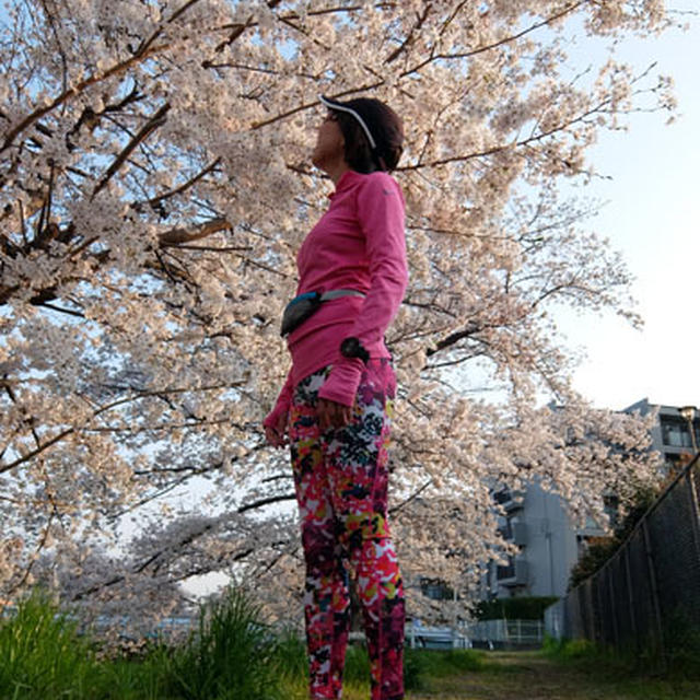 満開の桜の下で朝ランへ。