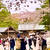 北海道神宮のお花見とお朔日参り