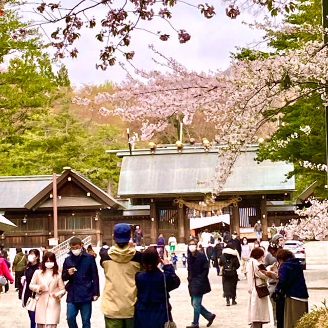 北海道神宮のお花見とお朔日参り