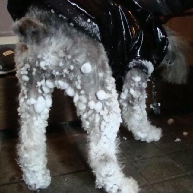 雪道の散歩で雪球がいっぱい！鍛高譚って焼酎ご存知ですか？