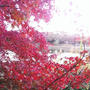 紅葉＠昭和記念公園