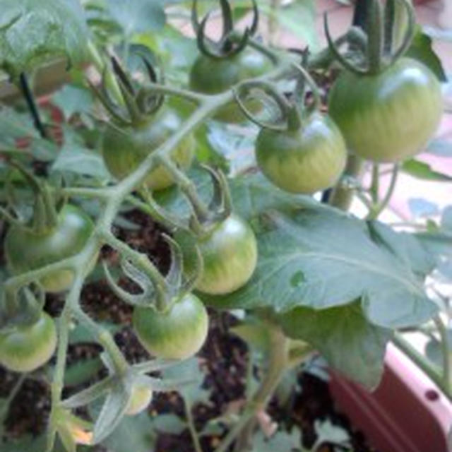 家庭菜園　4種類のお野菜です！