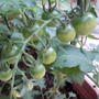 家庭菜園　4種類のお野菜です！