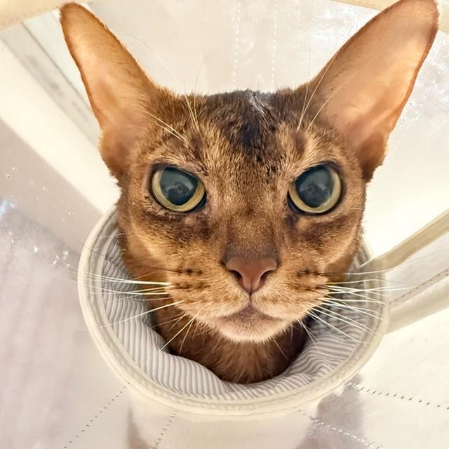 寝坊してたらひめちゃんが甘えに来て、りすも来て、起きるタイミングを無くす