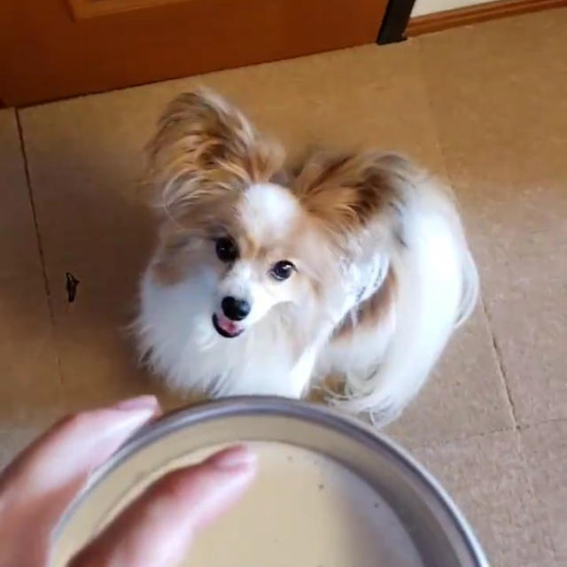 犬の食レポ：ごまと豆乳で水分補給おやつ♡