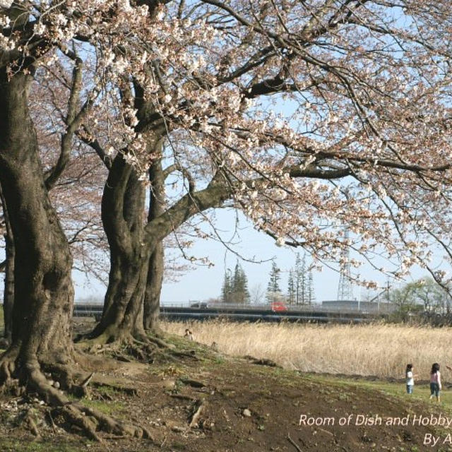厚木　才戸橋の桜　《P-1》日中シンクロ撮りです。