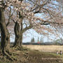 厚木　才戸橋の桜　《P-1》日中シンクロ撮りです。