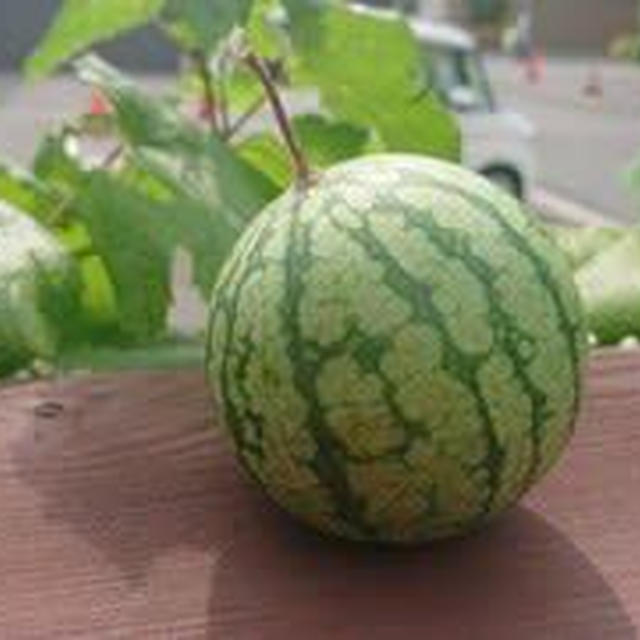 庭のすいか