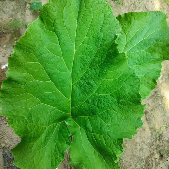 再生野菜の収穫