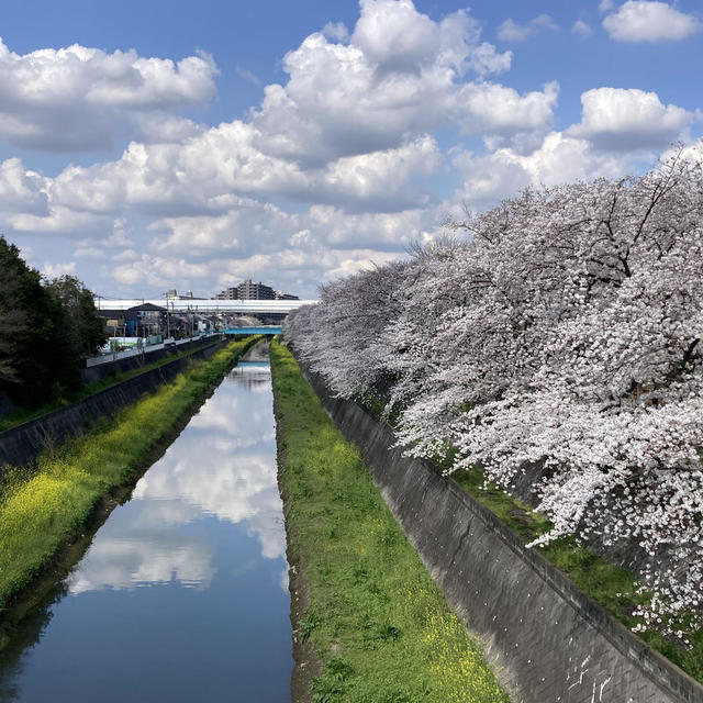 家庭菜園と桜