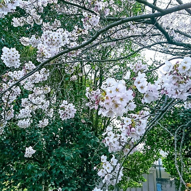 お花見