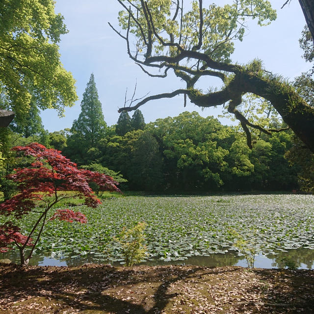 続きGW大分宇佐神宮パワースポット美しい景色