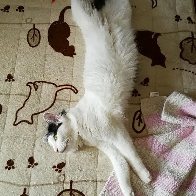 【小梅・さくら・桃之介通信】ぼ～...