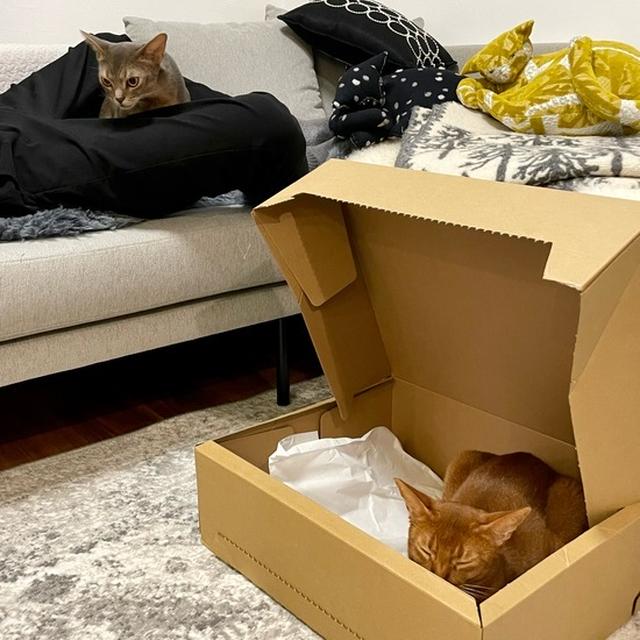 箱入り娘と、股入り息子