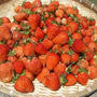 イチゴ栽培☆1回目2回目の追肥時期とワラ敷きのタイミング
