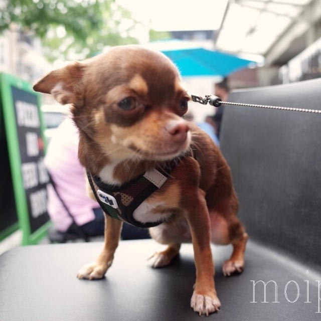 東アジア人差別の出来事「犬を食べるの？」