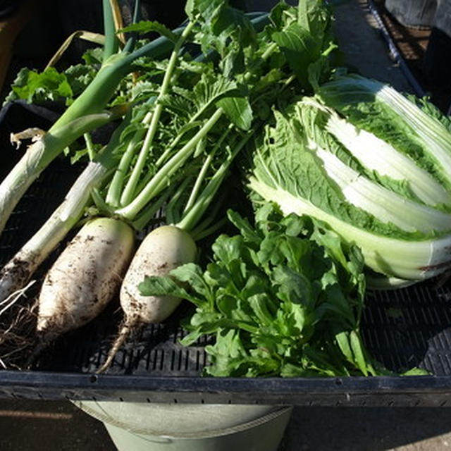 収穫野菜で作ろう！☆簡単おせち料理 