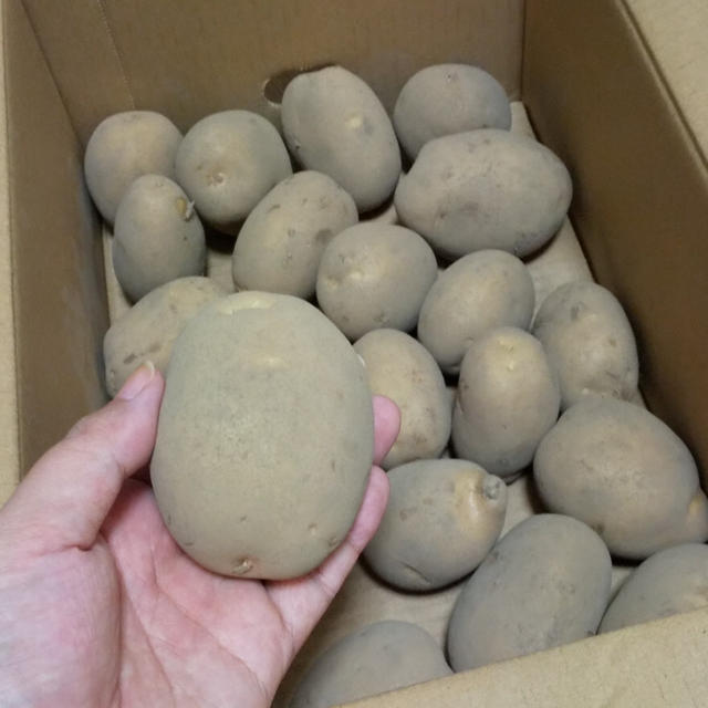 お届けもの☆うちにもキター！カルビー大収穫祭