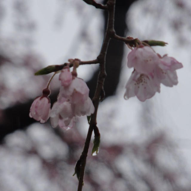 ほんのりピンクの桜の塩味わう♪桜朝食２日目♪
