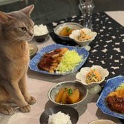 味噌カツ定食の夜ごはんと、わか圧