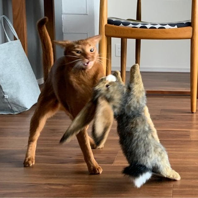 うさぎさんが、やられた…