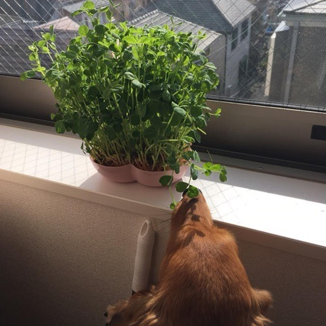 自由犬…。