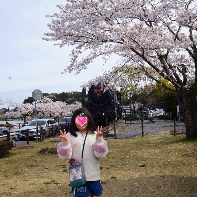 桜　散歩。