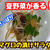 【レシピ】まぐろと香味野菜のサラダ！　切り落としを使って！