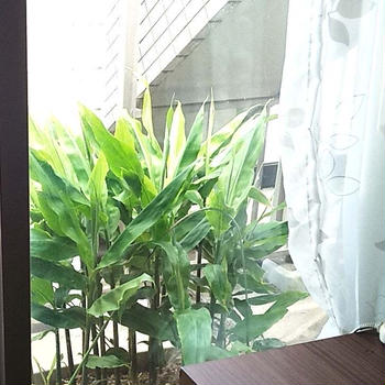 見て愛でて、食べて楽しむ観葉植物？