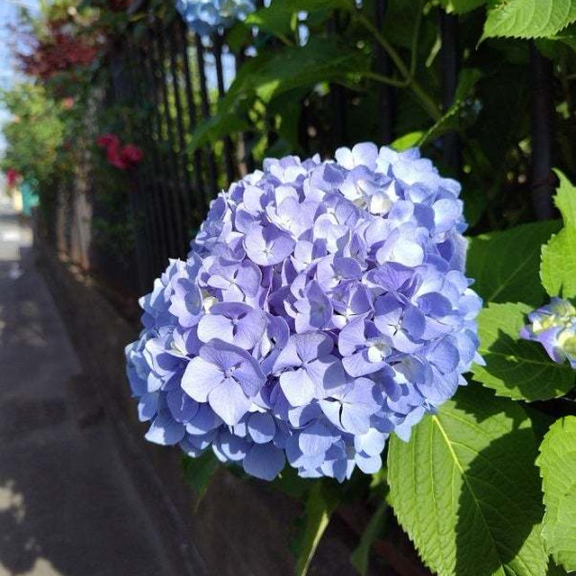 実家の庭の紫陽花