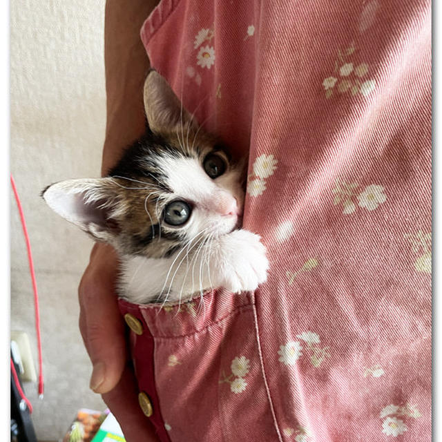 Pocket仔猫４