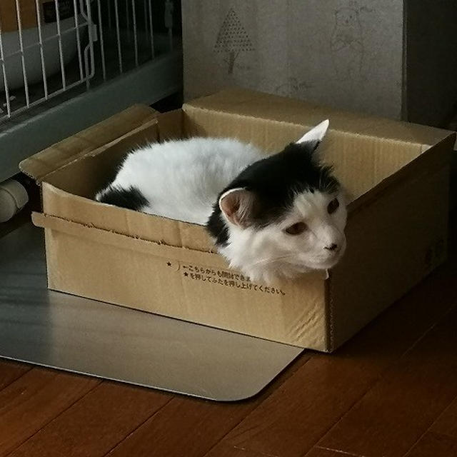 【小梅・さくら・桃之介通信】箱と椅子があれば満足デース♪