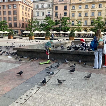 日本とポーランド　どっちの鳩のほうがムチムチか？