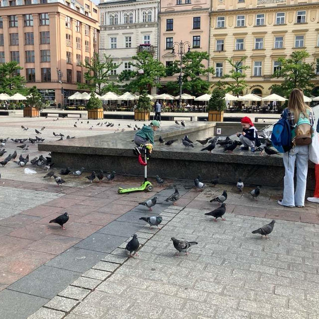 日本とポーランド　どっちの鳩のほうがムチムチか？