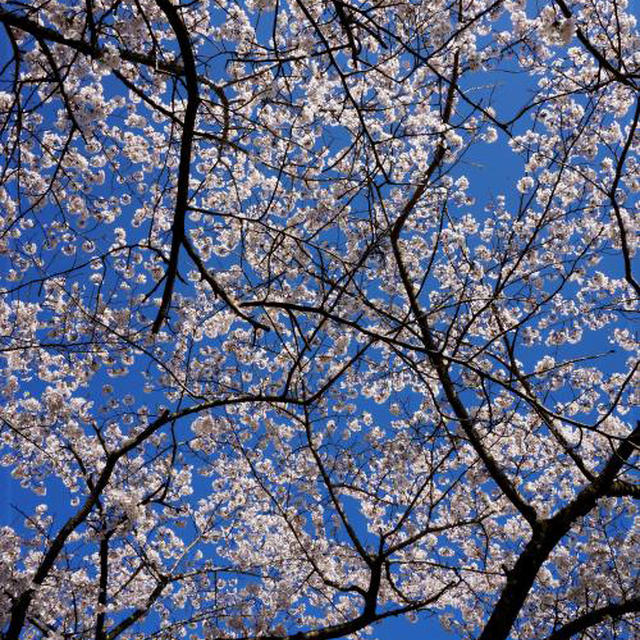 桜と空と涙