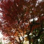 秋の鎌倉散策＆月イチの肉の日